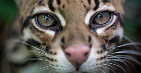 wildcat gomovies|‘Wildcat’ Review: Rescue and Rewild .